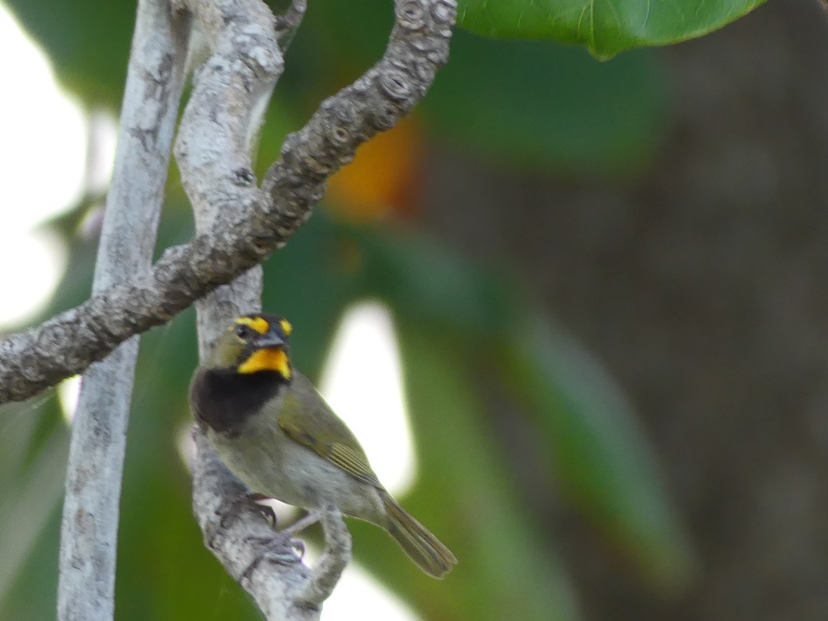 Yellow-faced Grassquit - ML645257143
