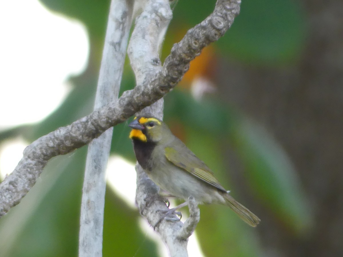 Yellow-faced Grassquit - ML645257144