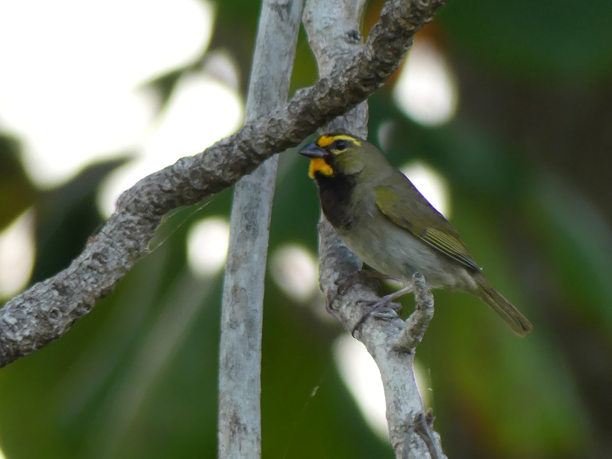 Yellow-faced Grassquit - ML645257145