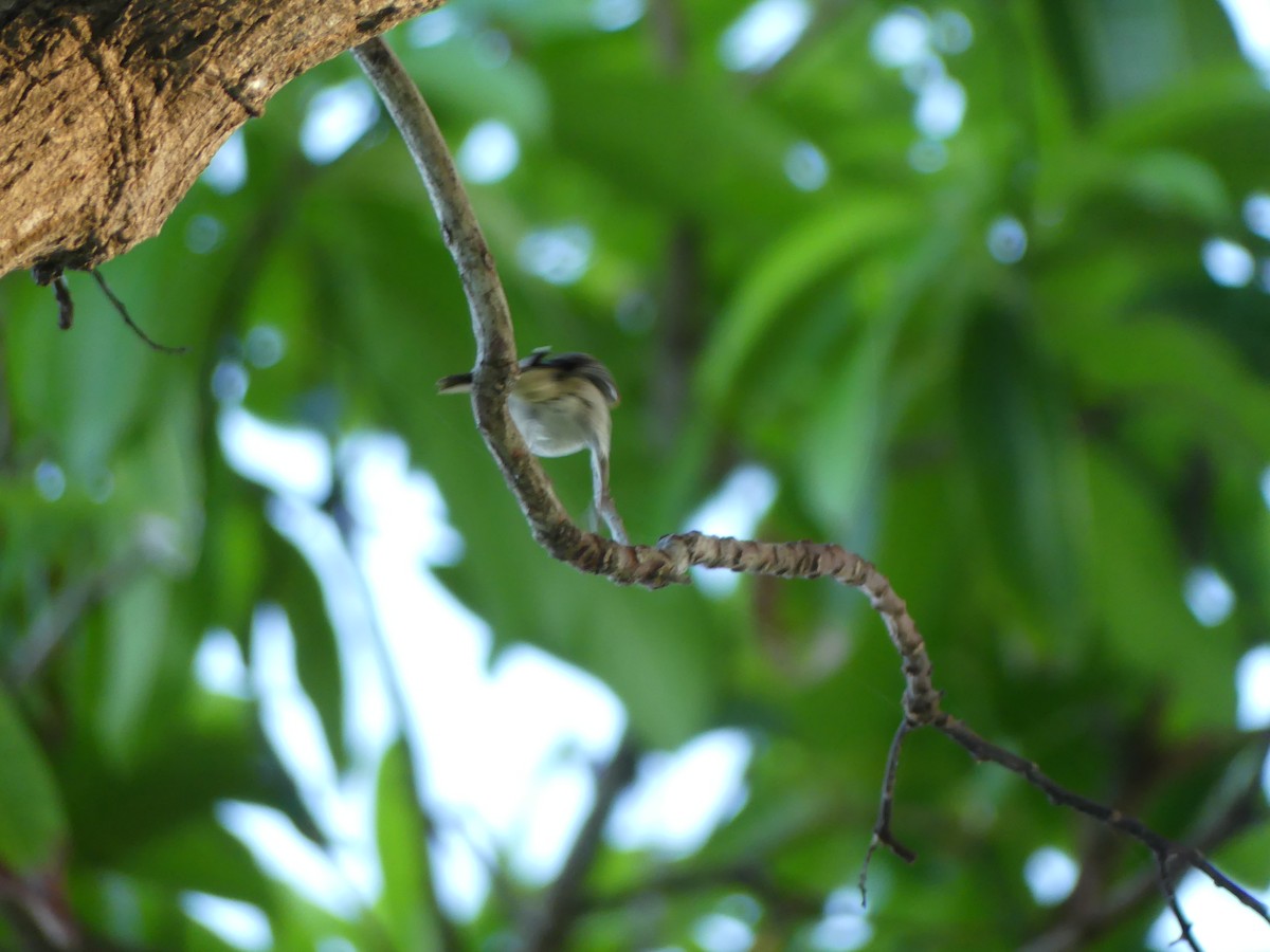 Yellow-faced Grassquit - ML645257146