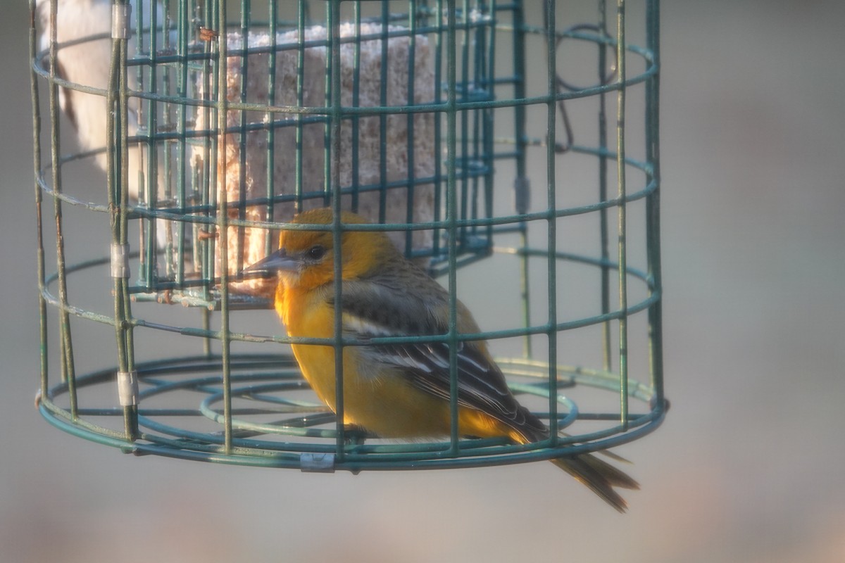 ボルチモアムクドリモドキ - ML645257155