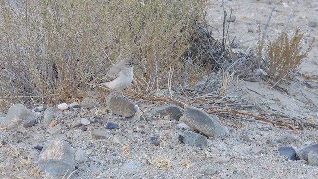 Rufous-banded Miner - ML645257164