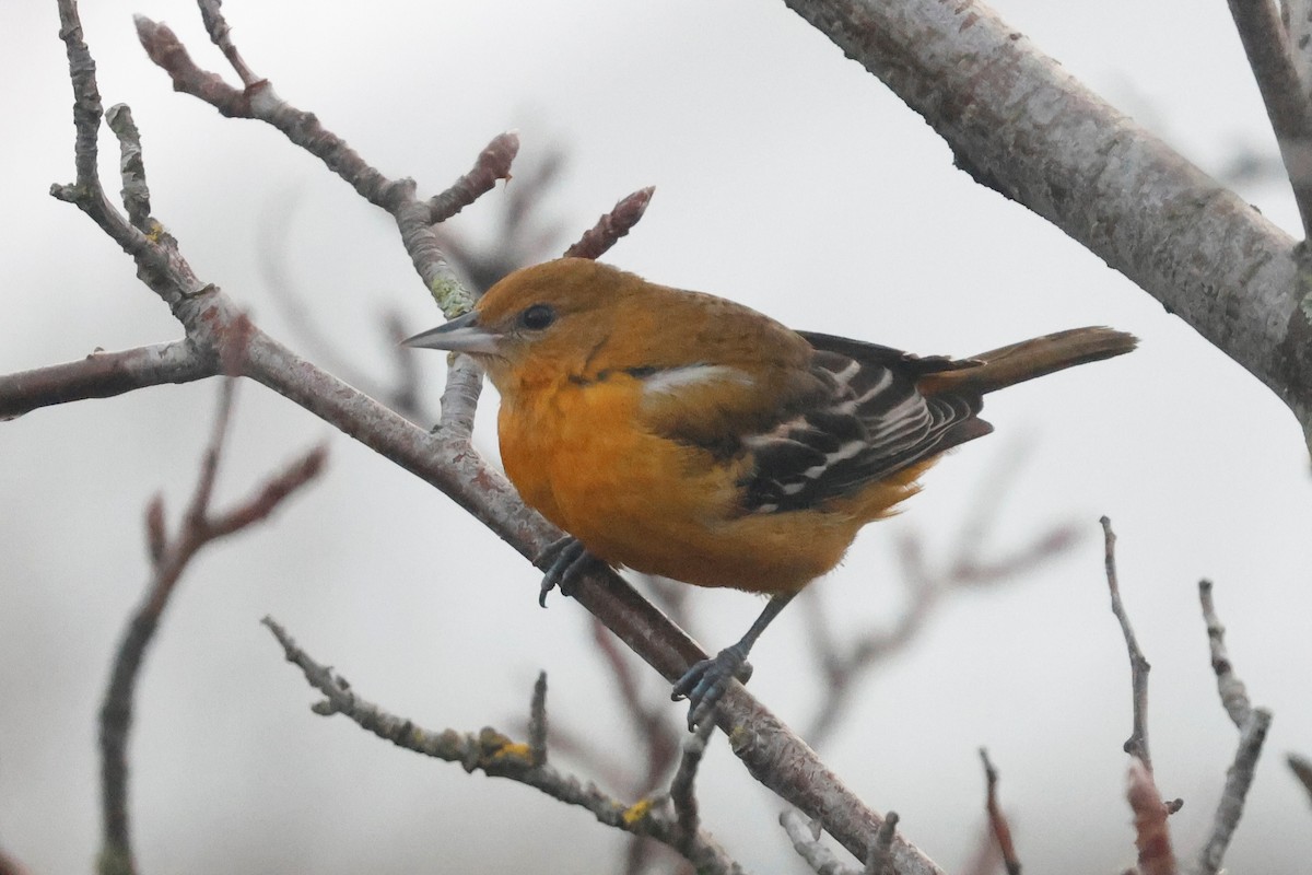 ボルチモアムクドリモドキ - ML645257165