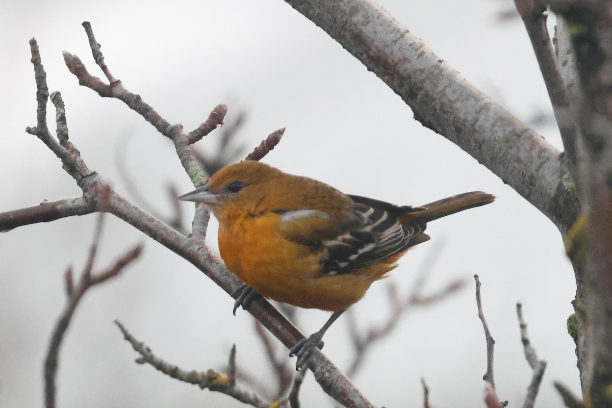 ボルチモアムクドリモドキ - ML645257166