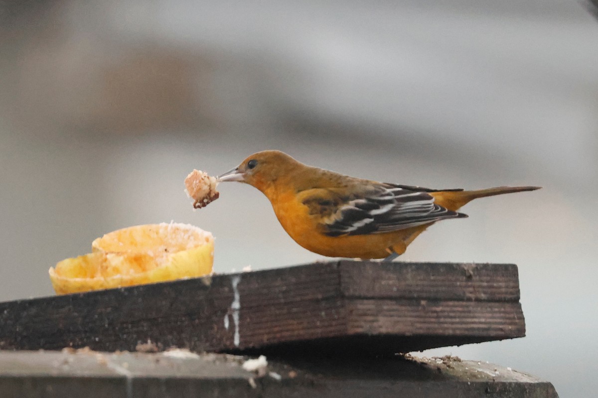 ボルチモアムクドリモドキ - ML645257167