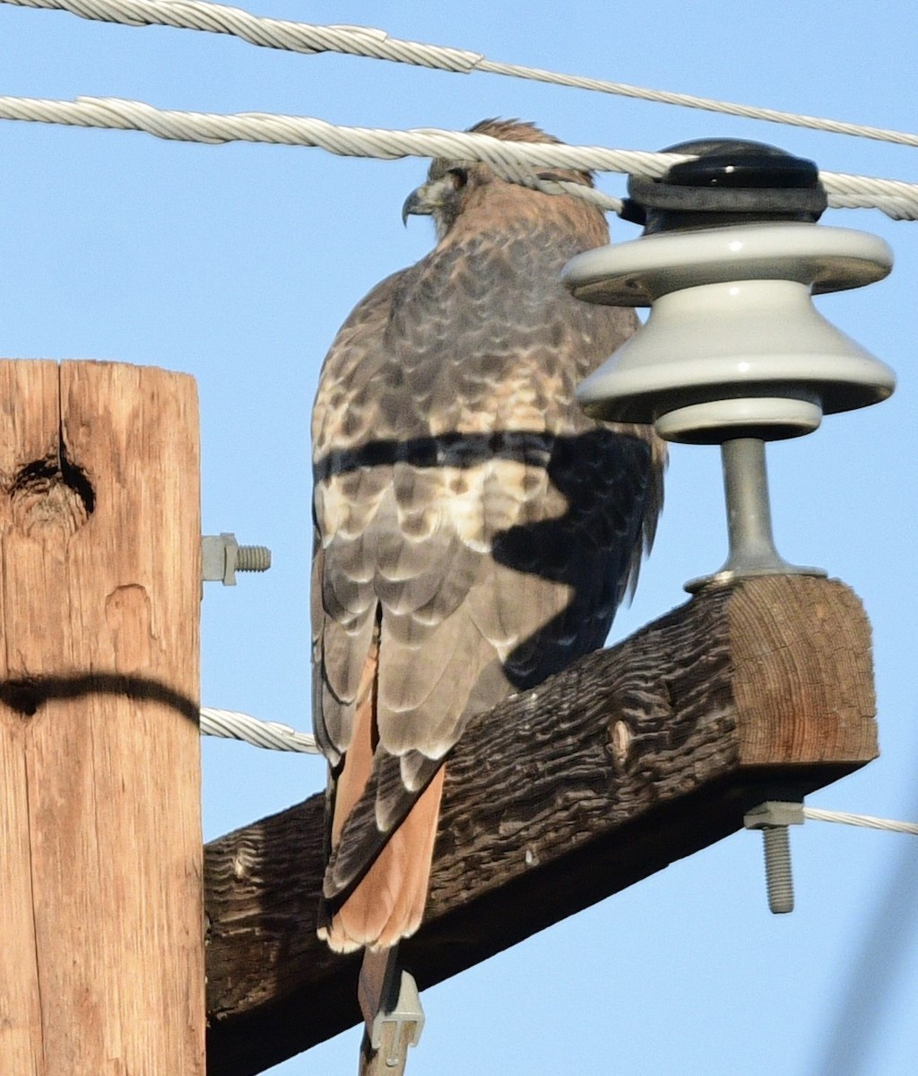 Red-tailed Hawk - ML645257188