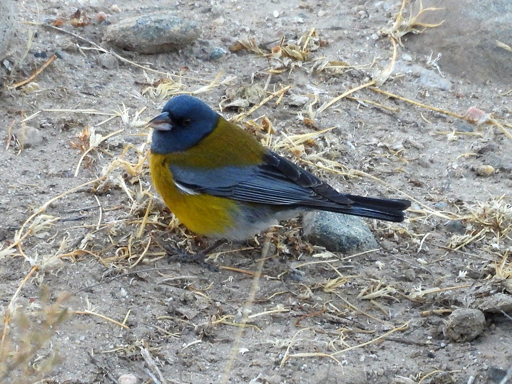Gray-hooded Sierra Finch - ML645257202