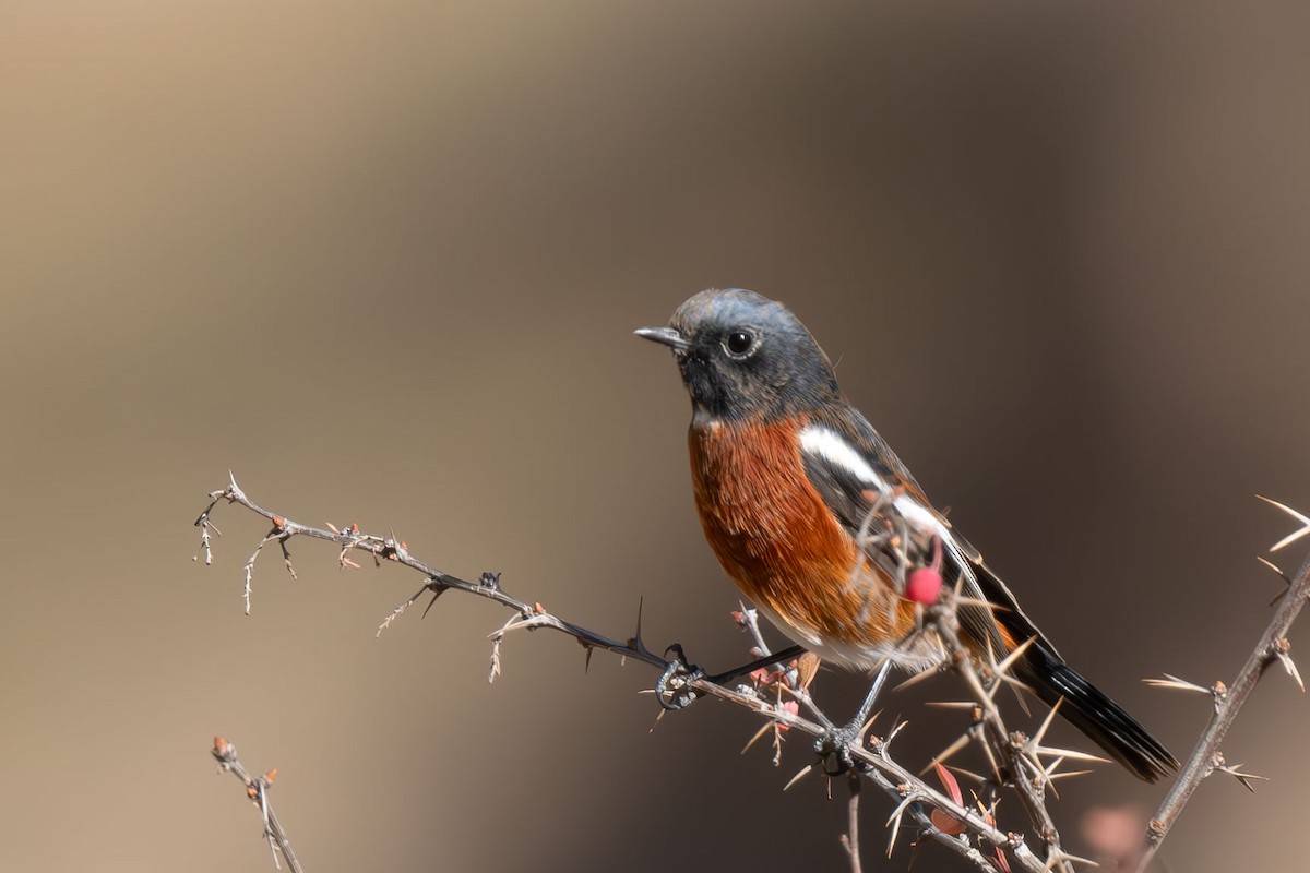 White-throated Redstart - ML645257205