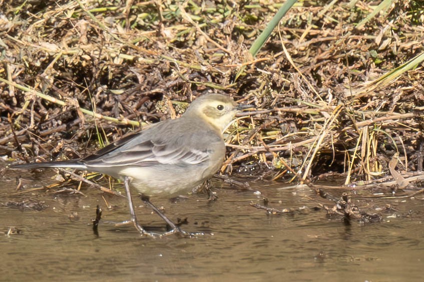 נחליאלי לימוני - ML645257214