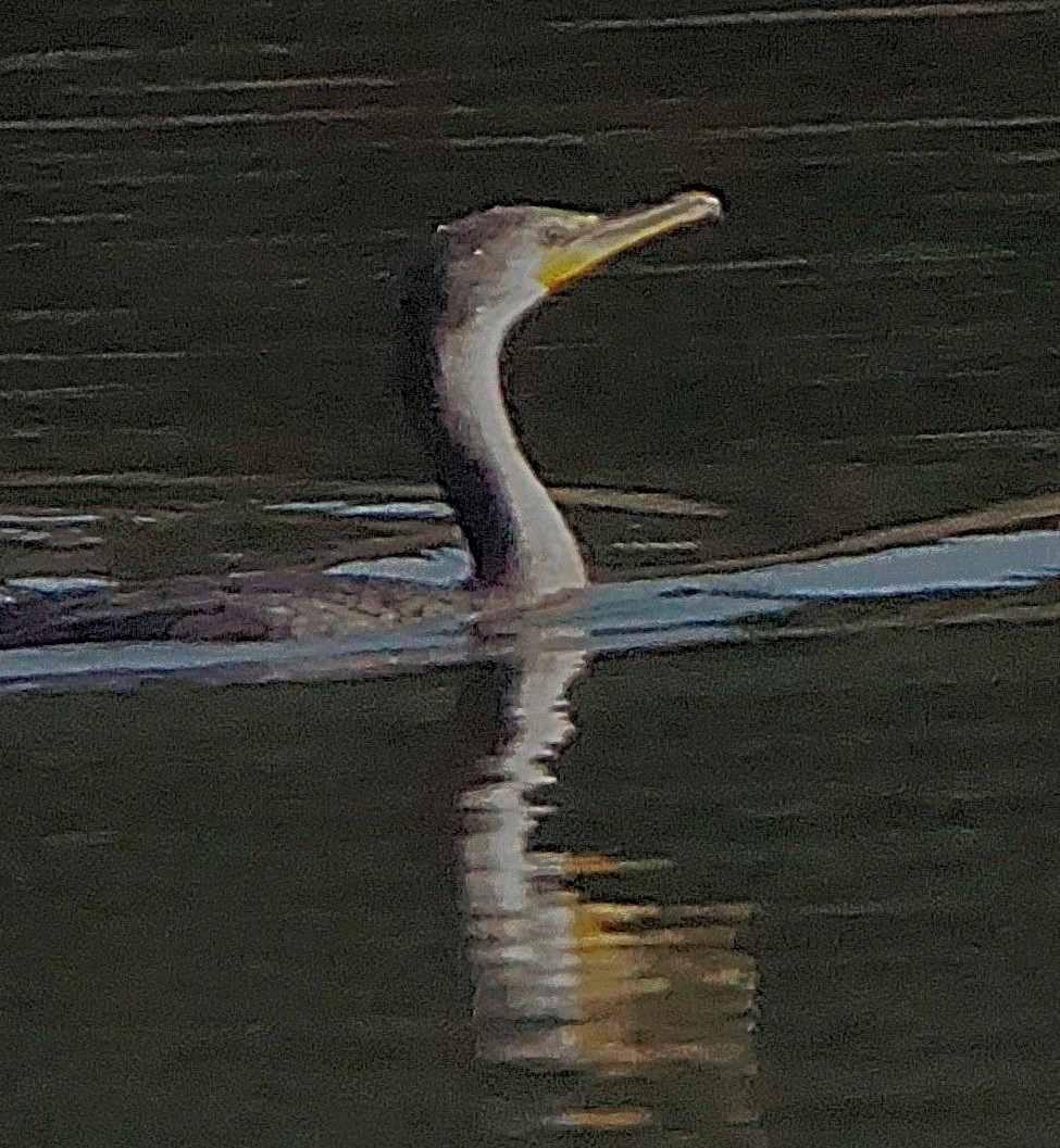 Cormoran à aigrettes - ML645257225