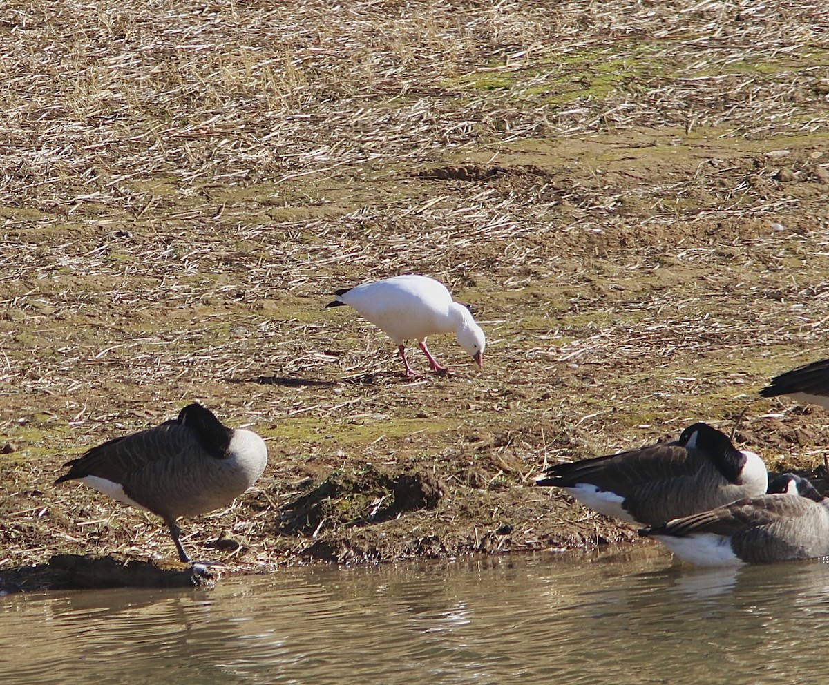 Ross's Goose - ML645257233
