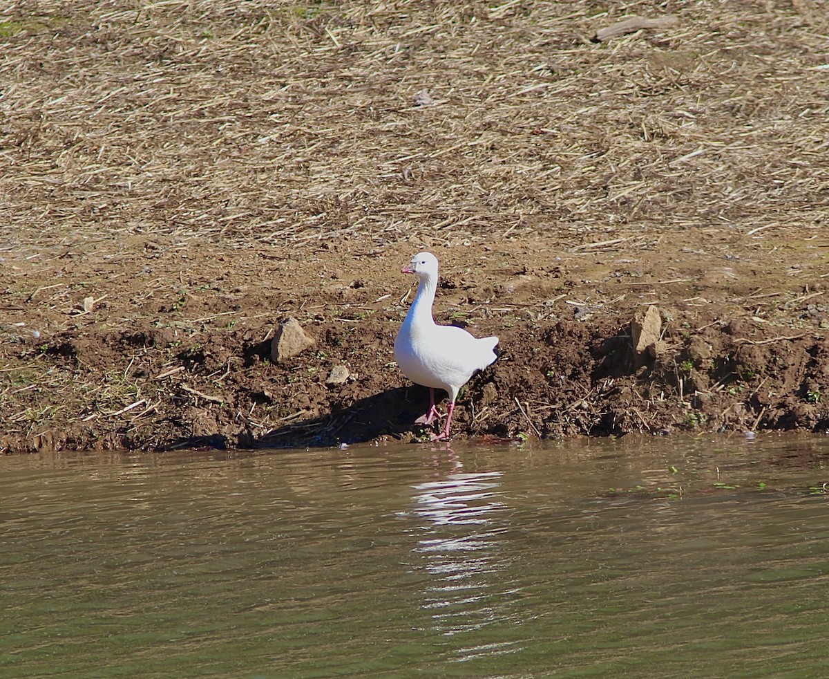 Ross's Goose - ML645257234
