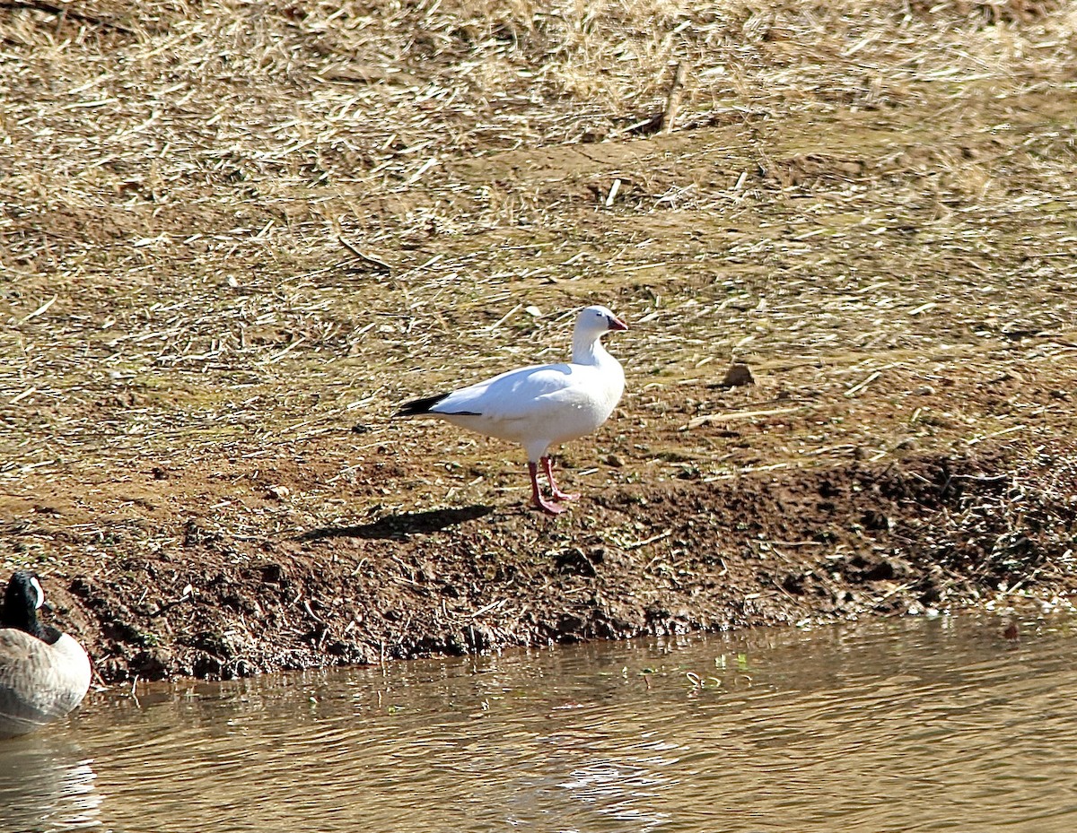 Ross's Goose - ML645257235