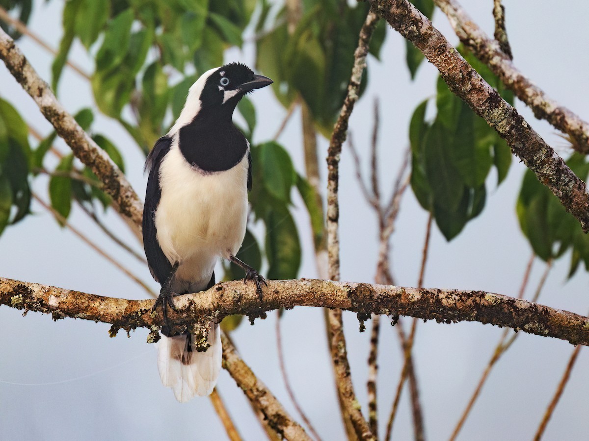 Cayenne Jay - ML645257236