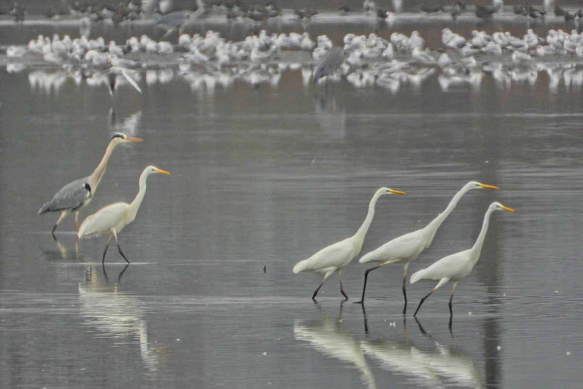 Grande Aigrette - ML645257240