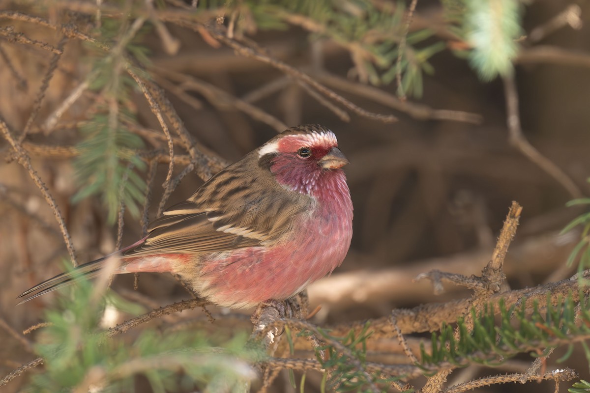 Chinese White-browed Rosefinch - ML645257241