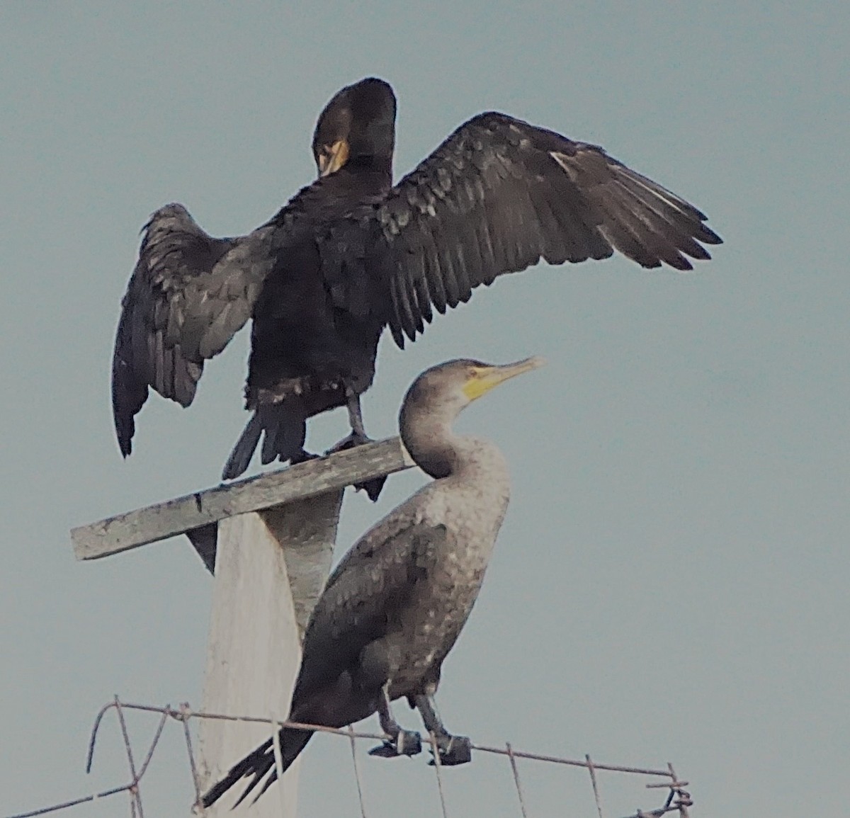 Cormoran à aigrettes - ML645257243