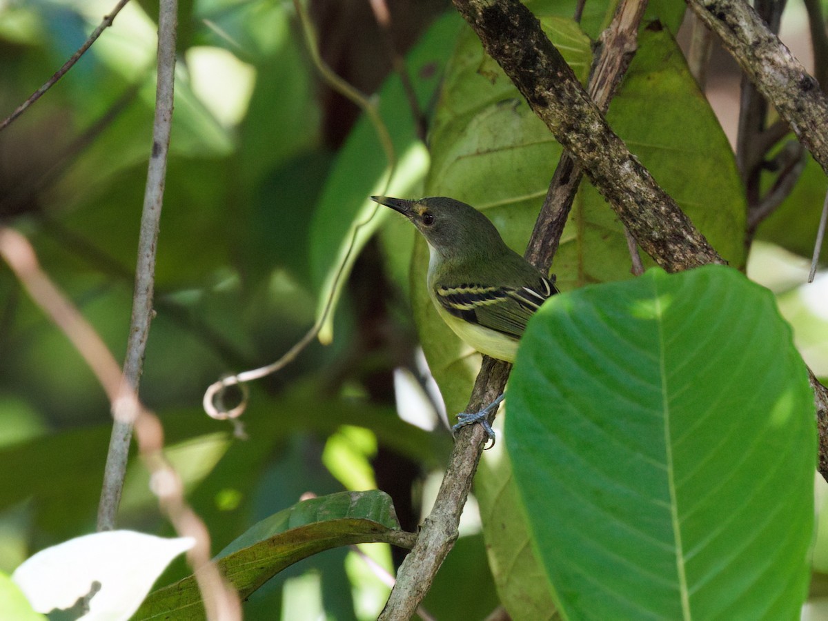 Smoky-fronted Tody-Flycatcher - ML645257246