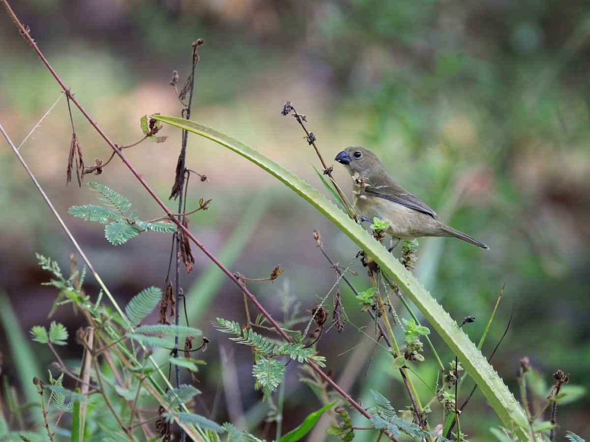 Wing-barred Seedeater - ML645257251