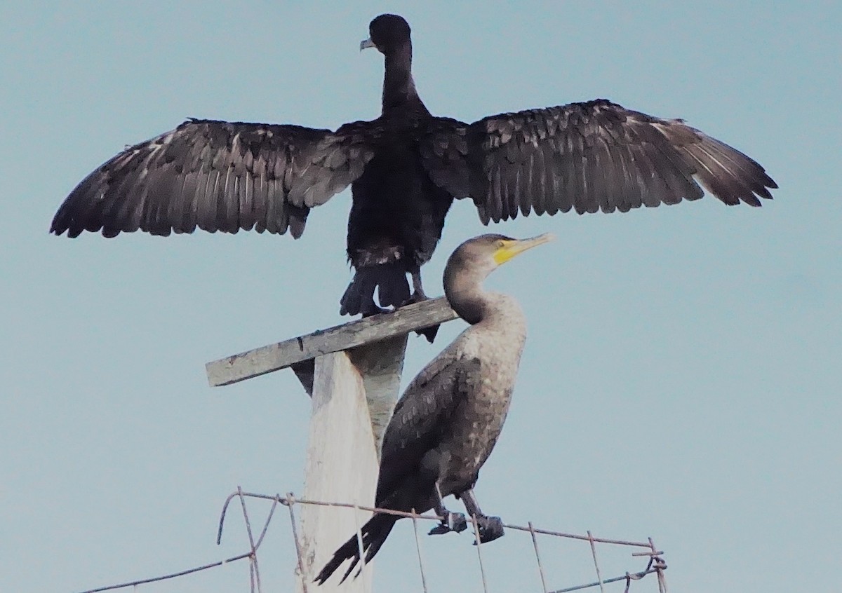 Cormoran à aigrettes - ML645257252