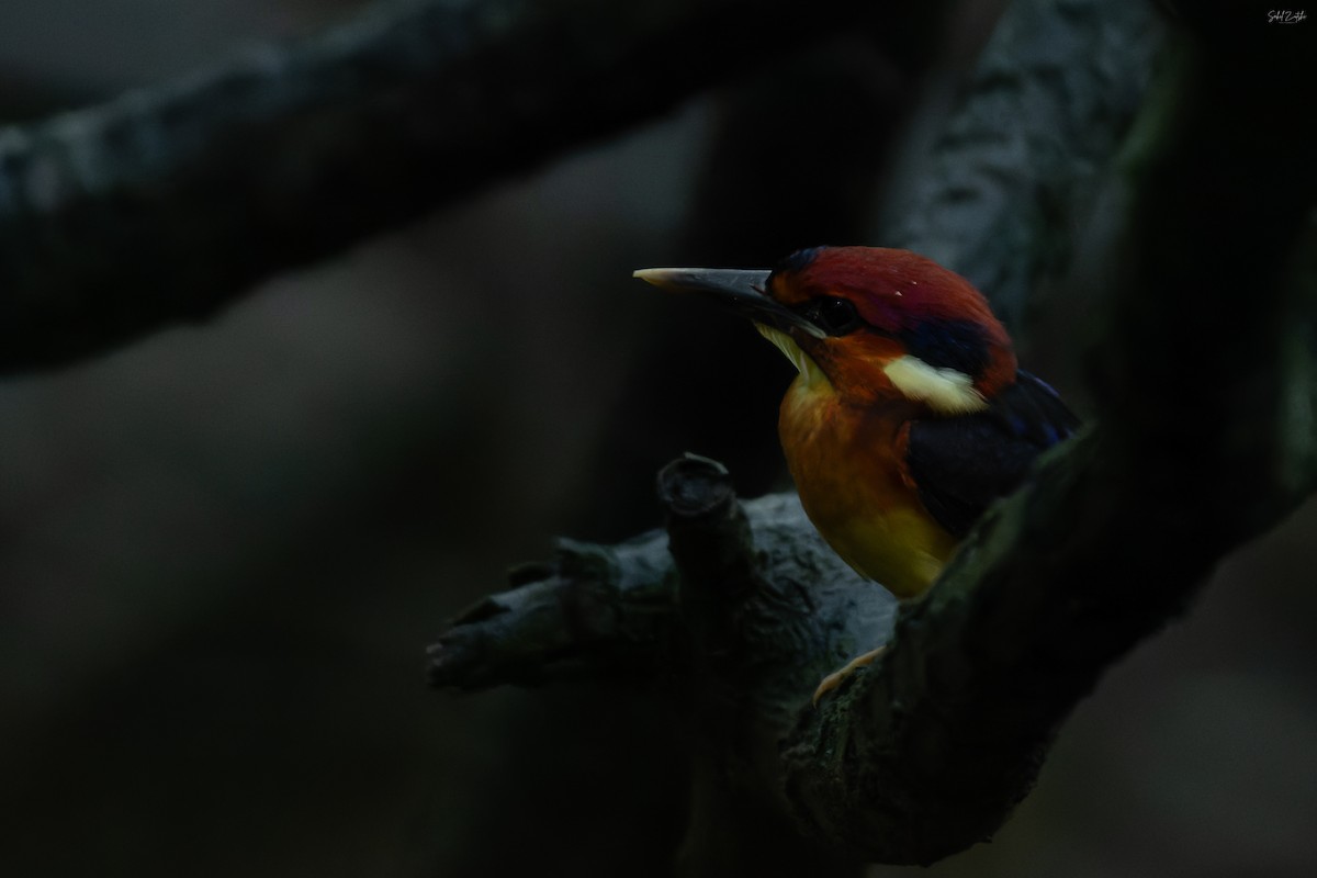 Black-backed Dwarf-Kingfisher - ML645257257
