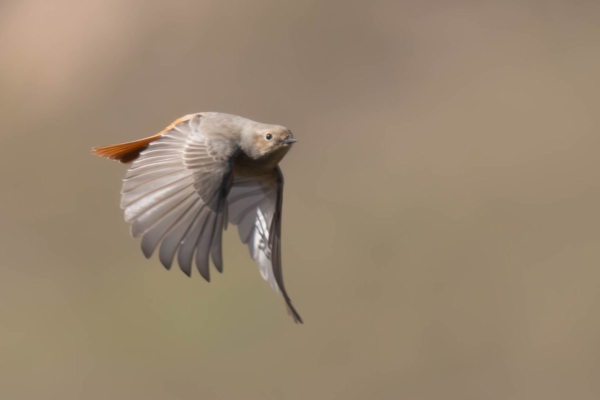 White-winged Redstart - ML645257261