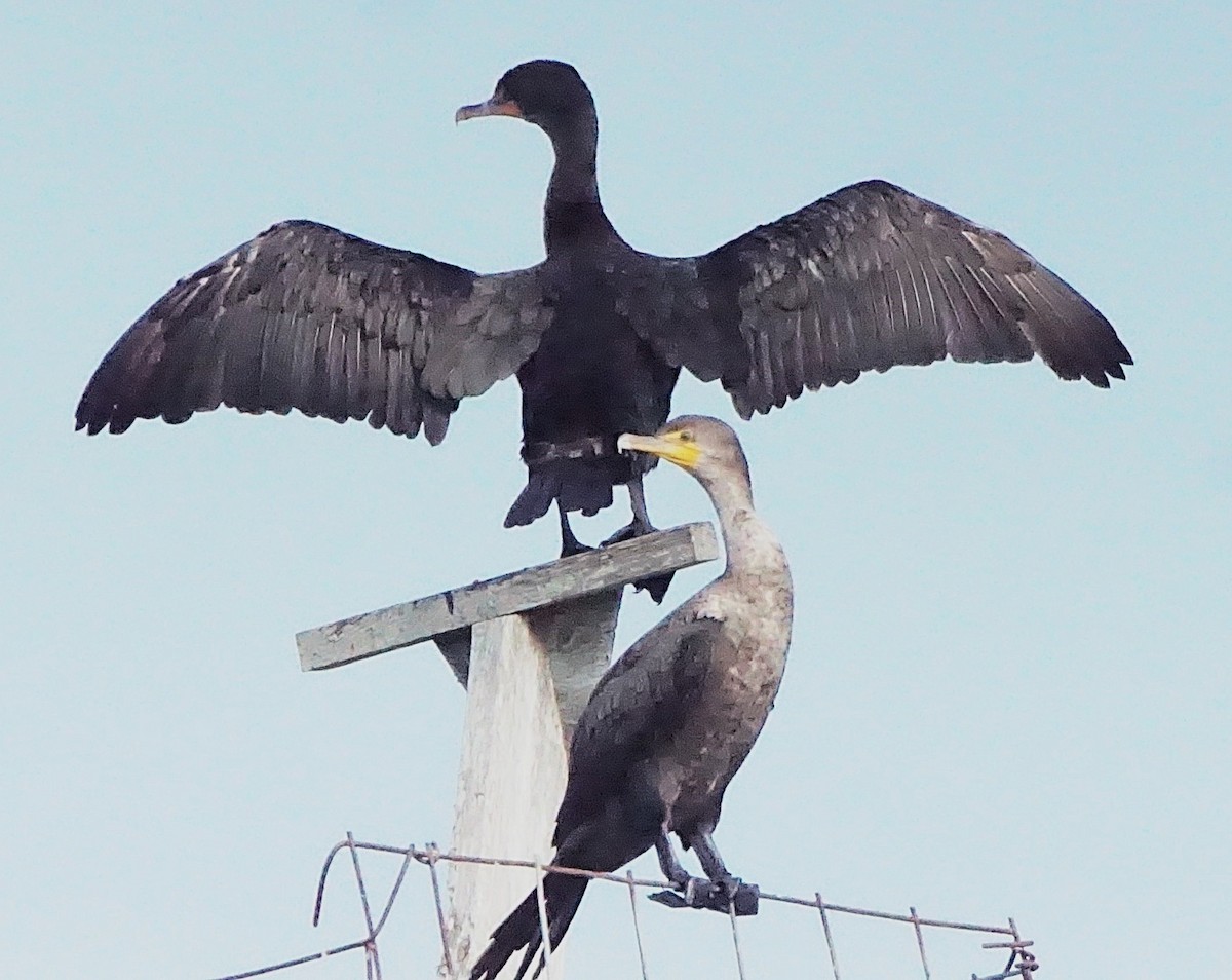 Cormoran à aigrettes - ML645257262
