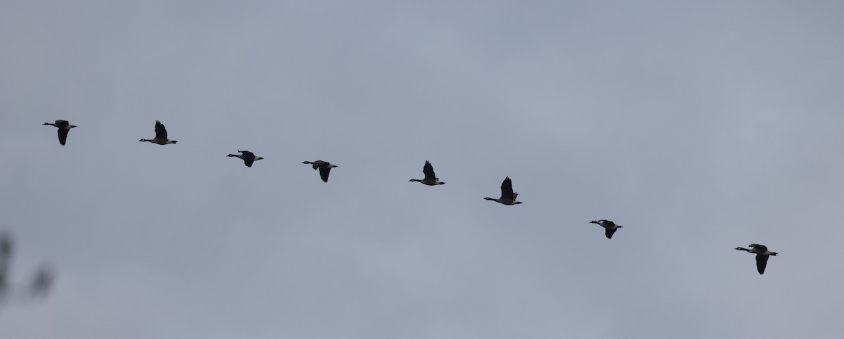 Canada Goose - ML645257263