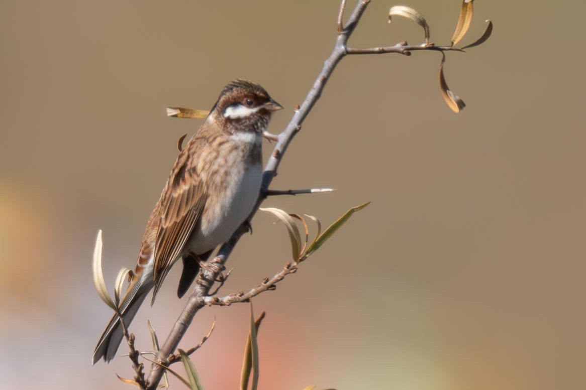 strnad bělohlavý - ML645257265