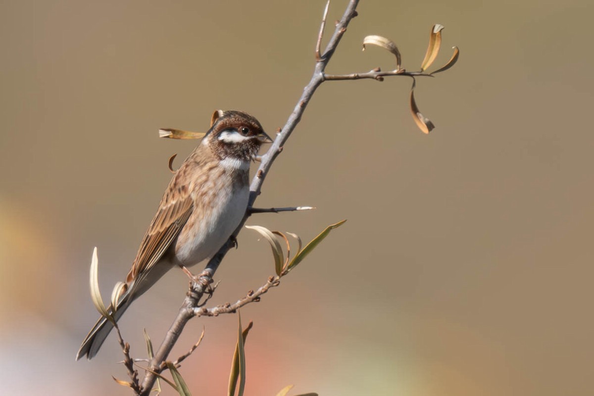 strnad bělohlavý - ML645257266