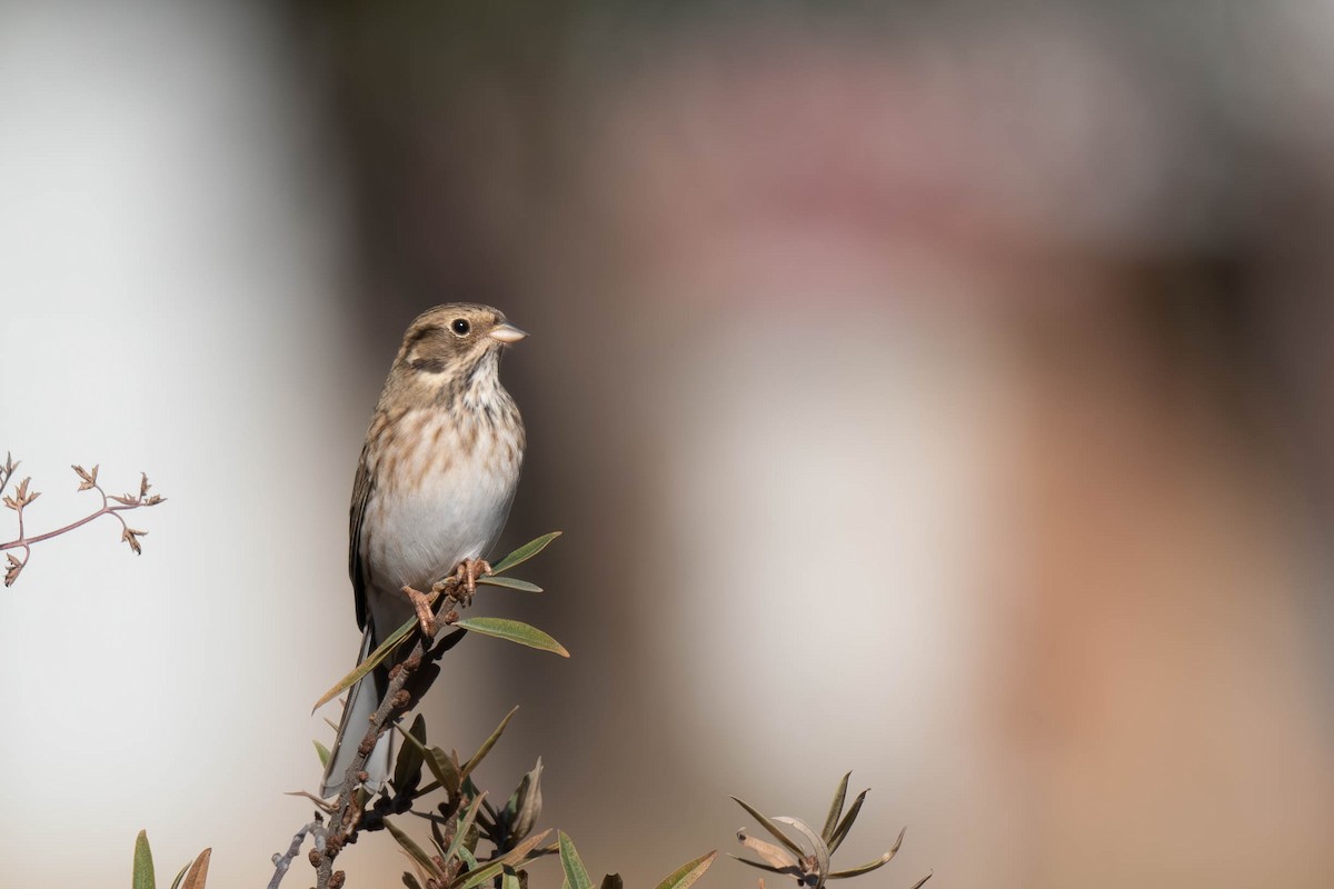 strnad bělohlavý - ML645257267