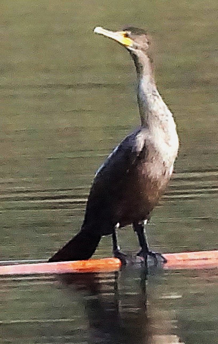 Cormoran à aigrettes - ML645257269