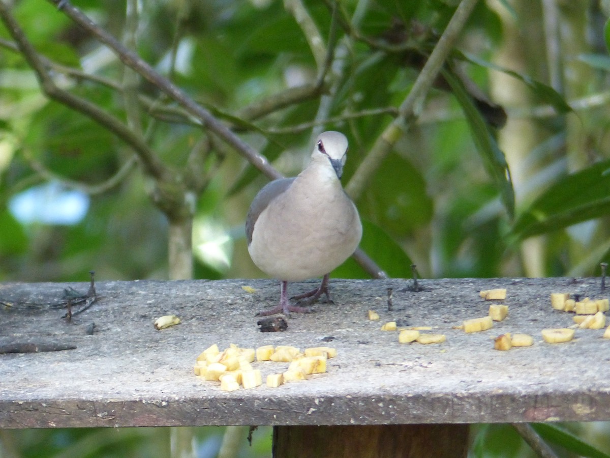 Pallid Dove - ML645257273