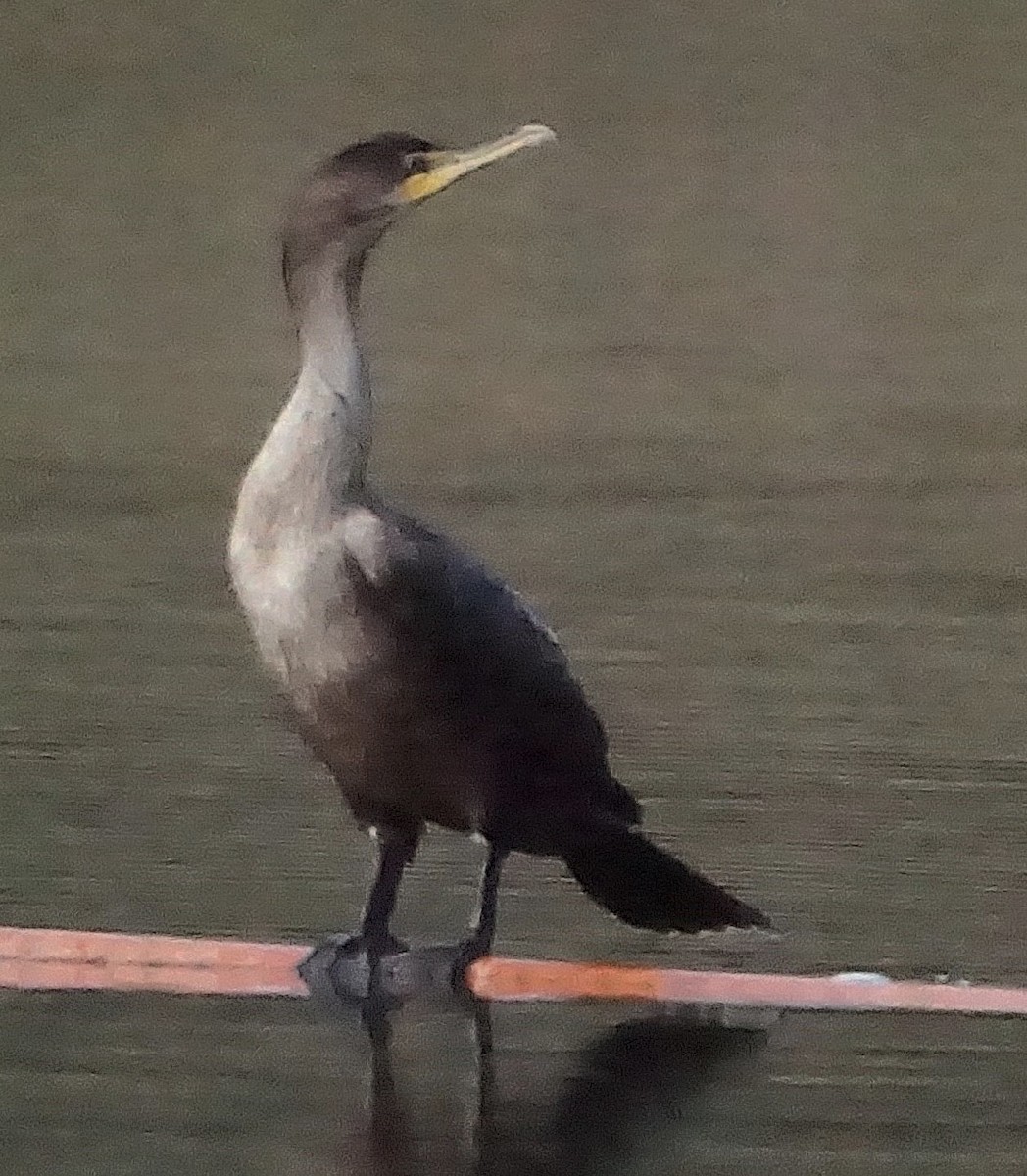 Cormoran à aigrettes - ML645257276