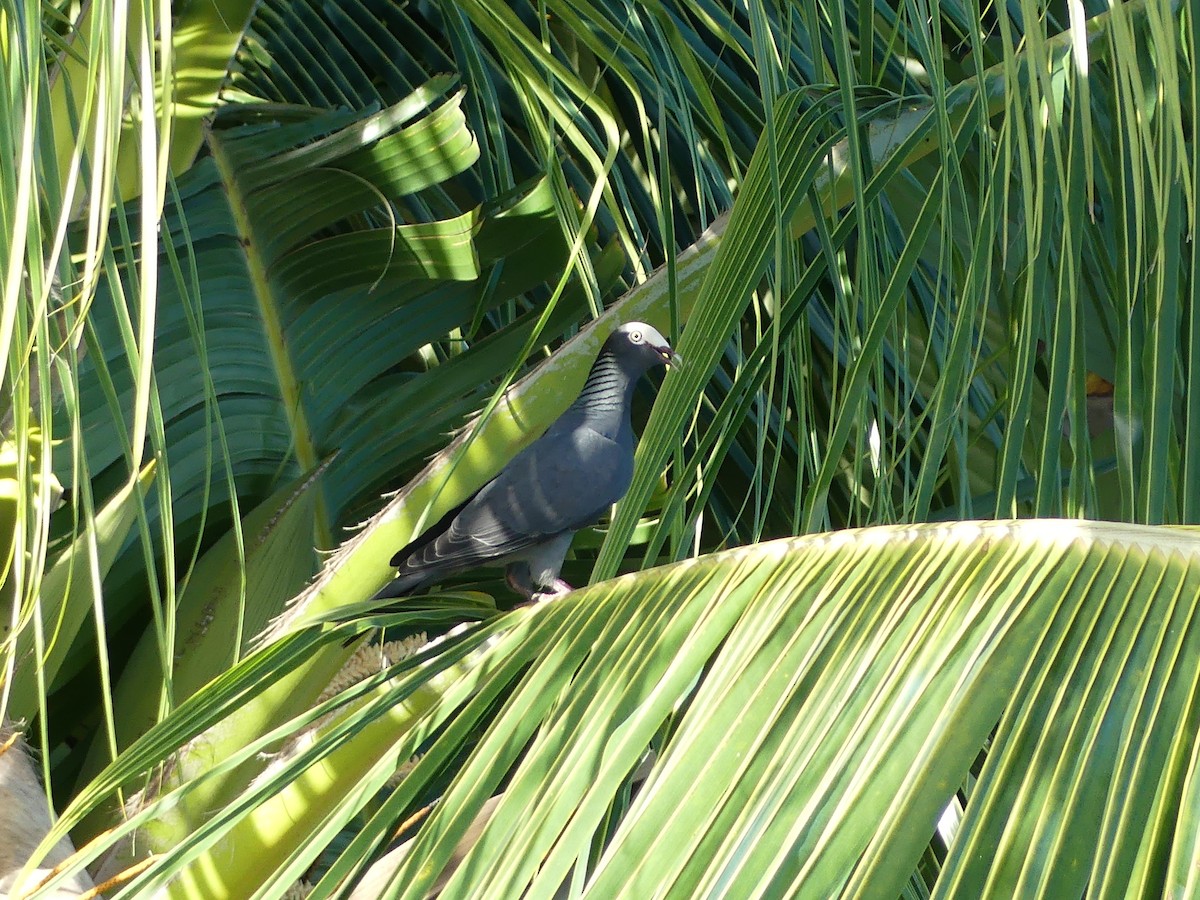 White-crowned Pigeon - ML645257278