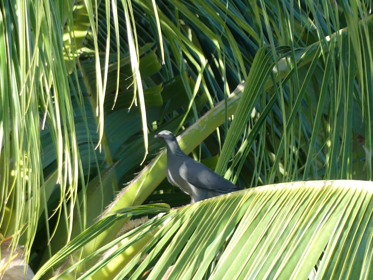 White-crowned Pigeon - ML645257279