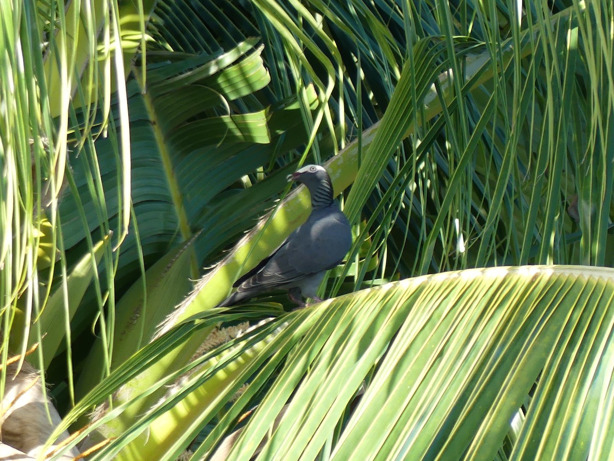 White-crowned Pigeon - ML645257280