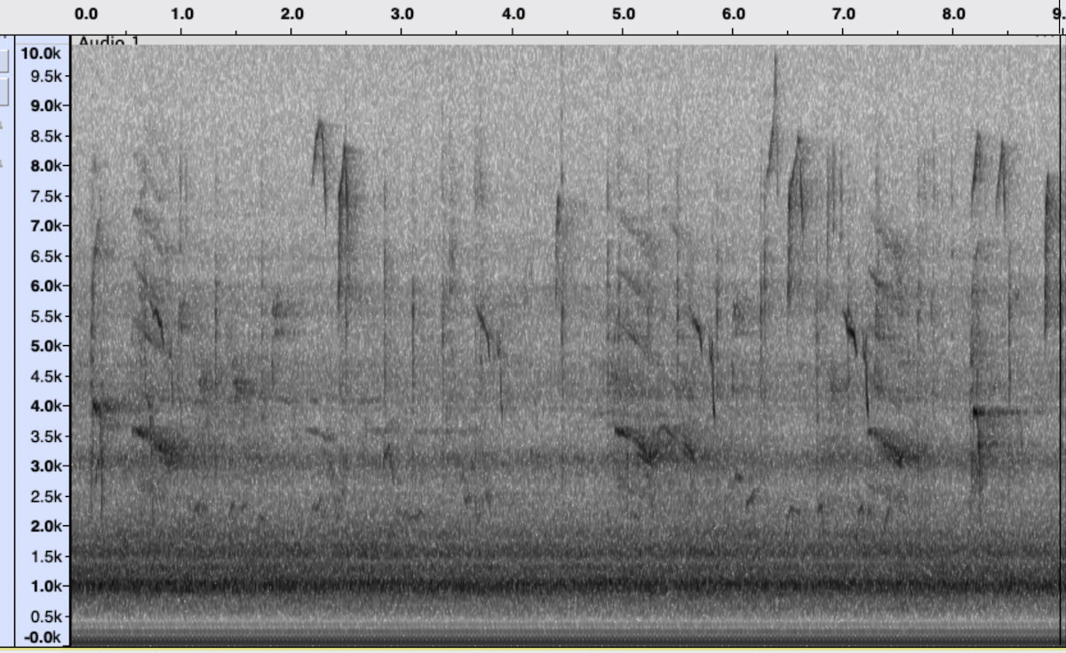 Horned Lark - ML645257291