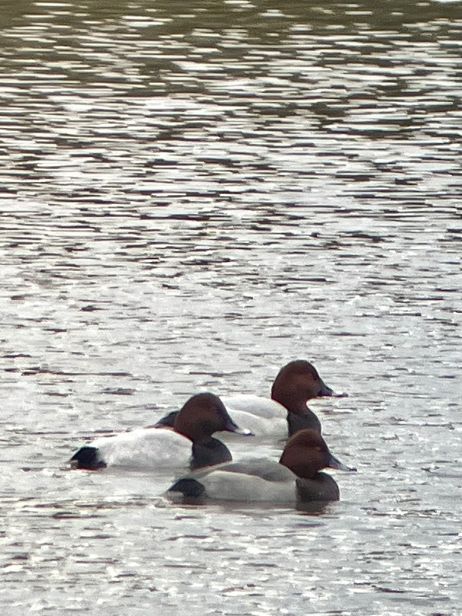 Common Pochard x Ferruginous Duck (hybrid) - ML645257292