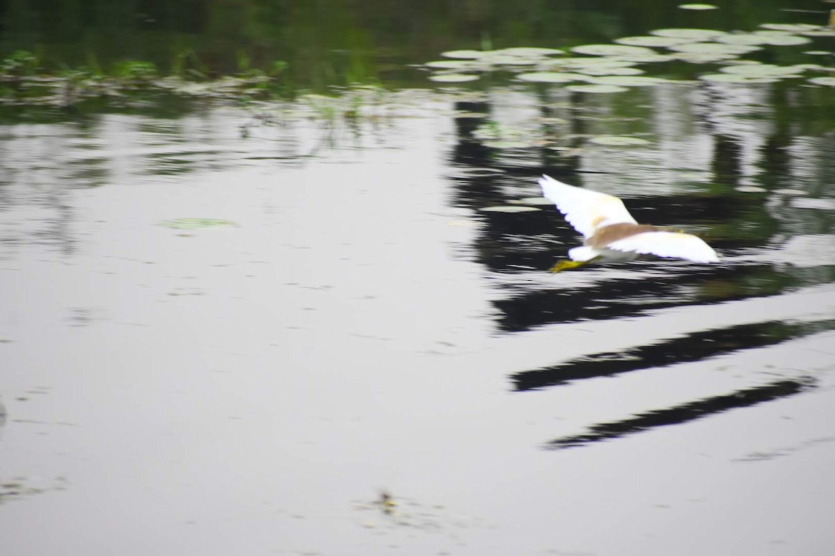 Indian Pond-Heron - ML645257295
