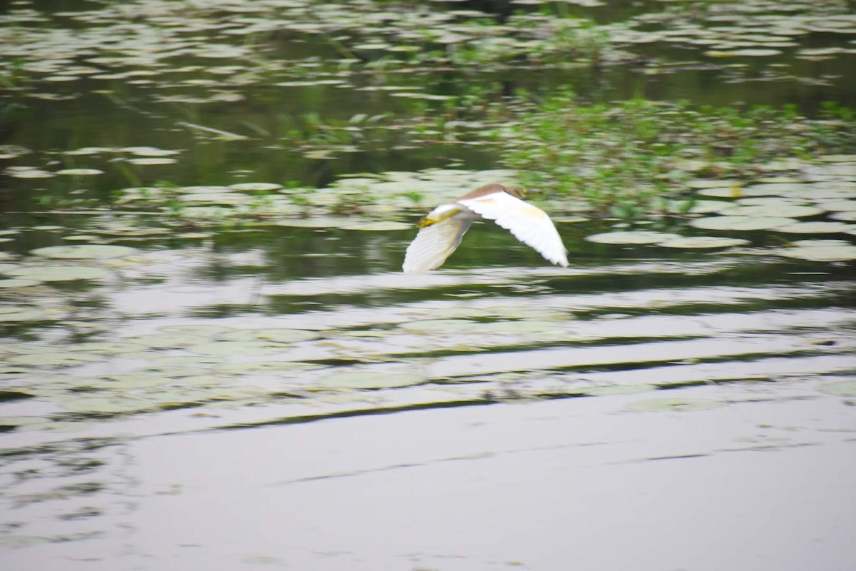 Indian Pond-Heron - ML645257296