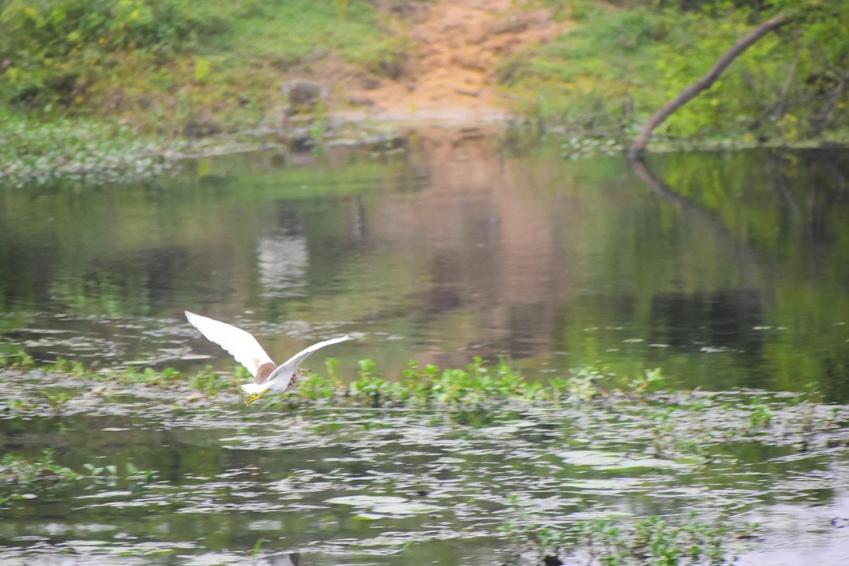 Indian Pond-Heron - ML645257297