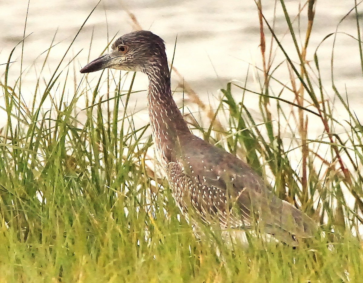 kvakoš žlutočelý - ML645257303