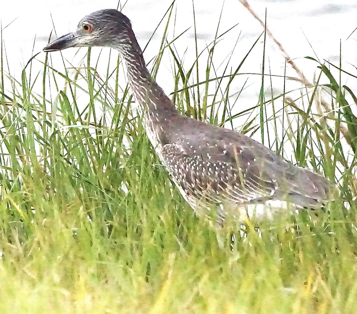 kvakoš žlutočelý - ML645257306