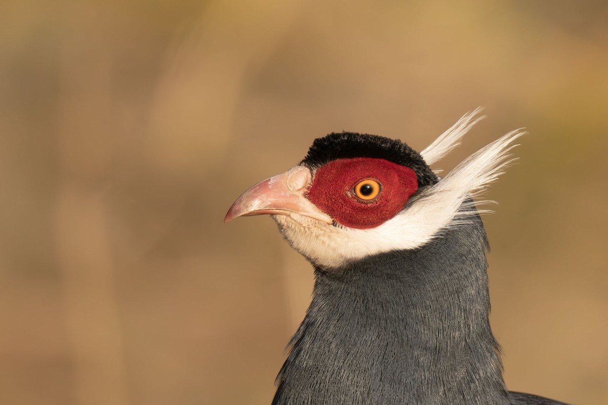 bažant ušatý - ML645257308