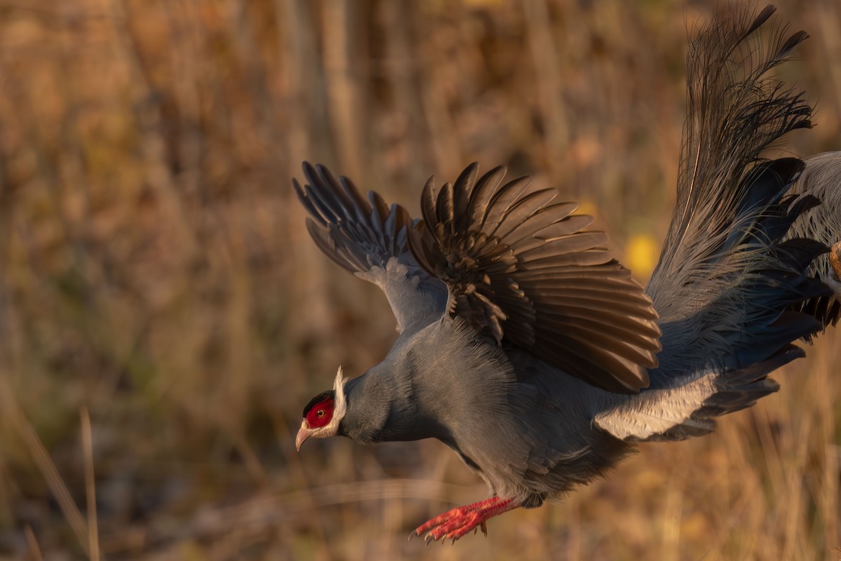 bažant ušatý - ML645257309