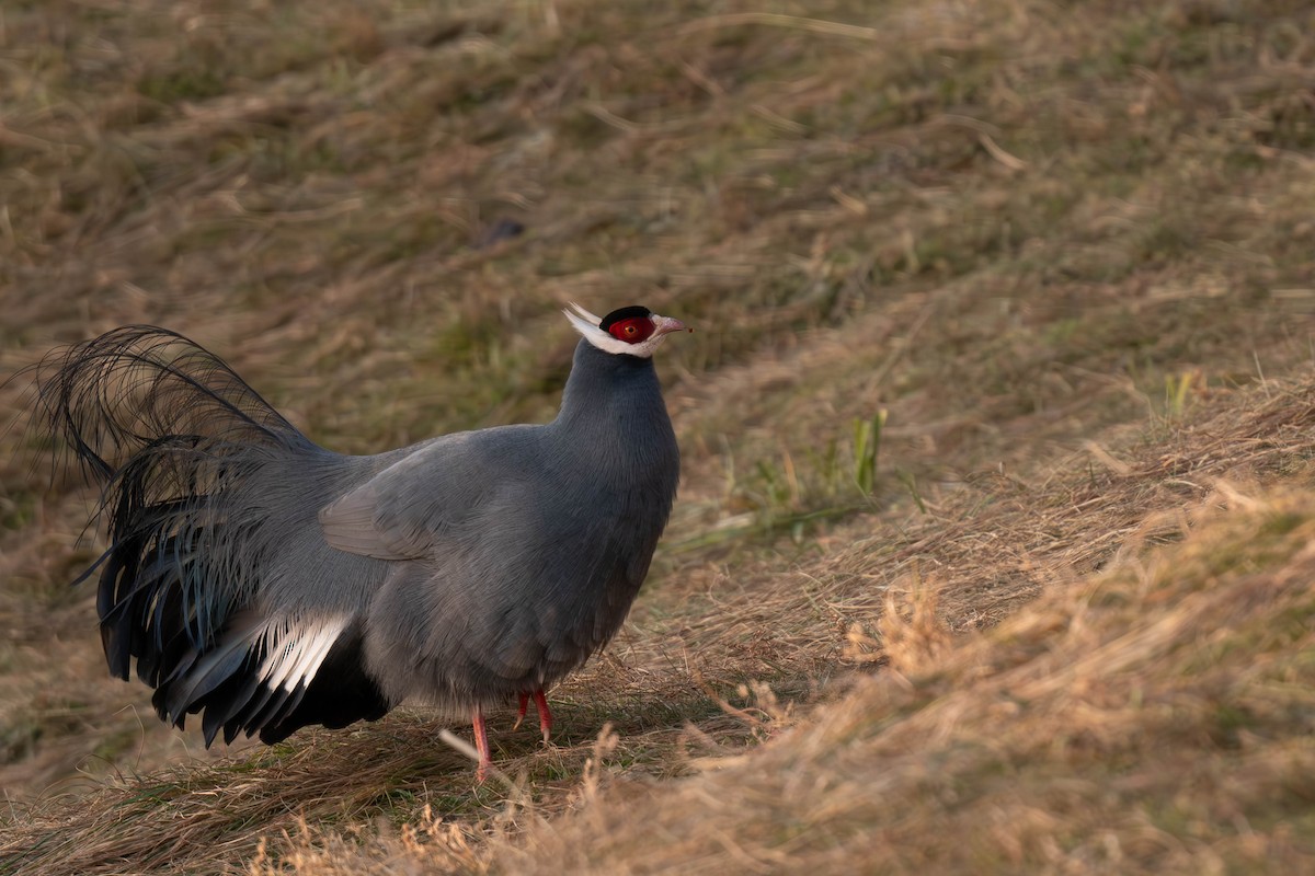 bažant ušatý - ML645257310