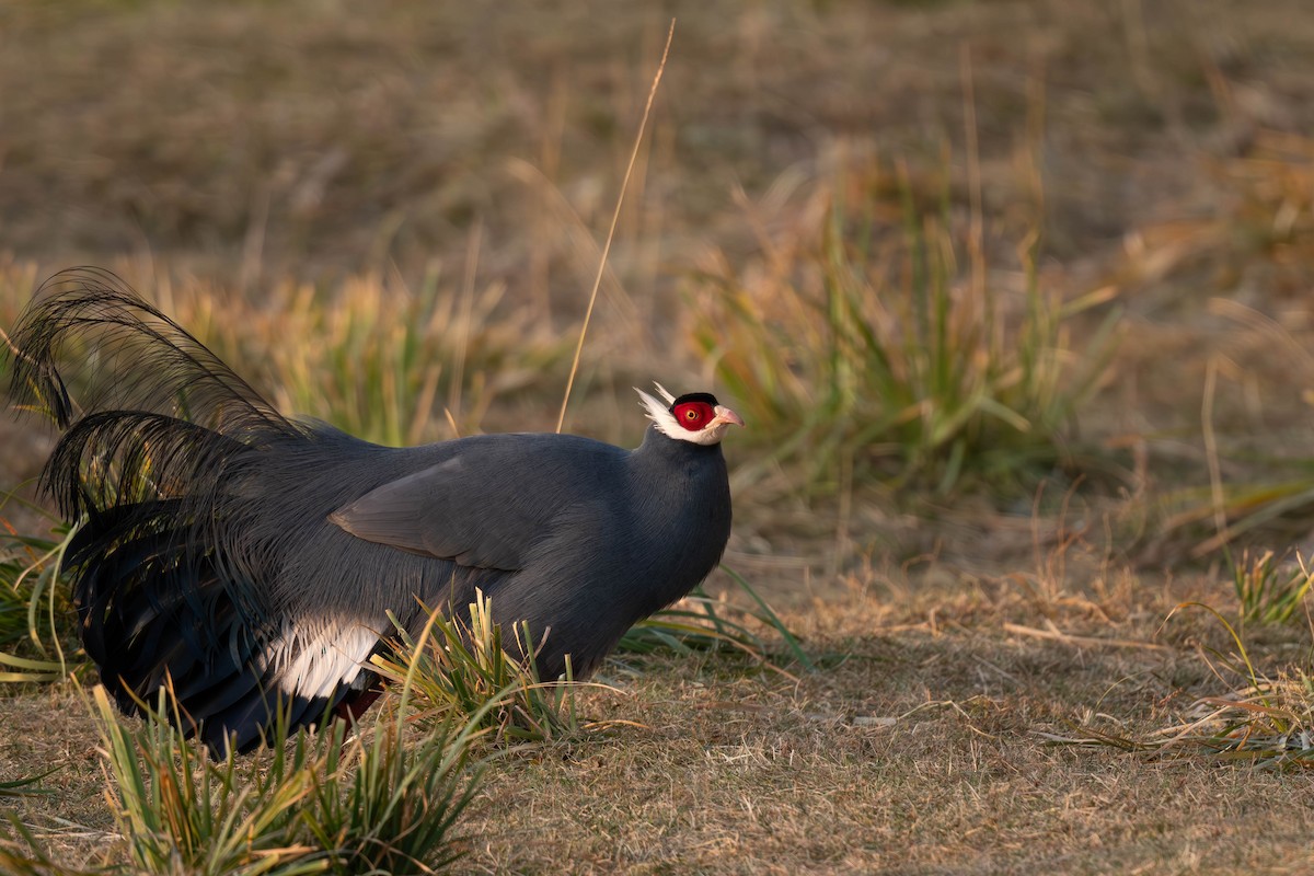 bažant ušatý - ML645257311