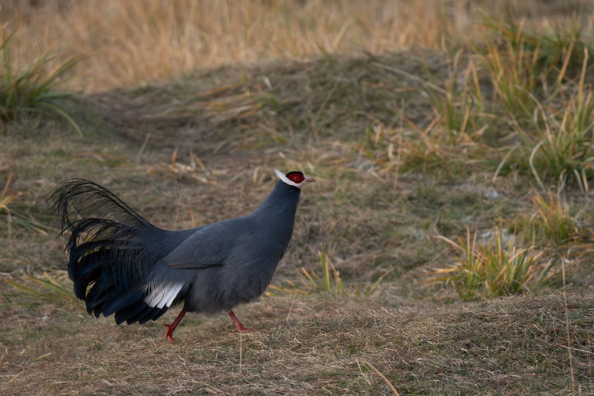 bažant ušatý - ML645257312