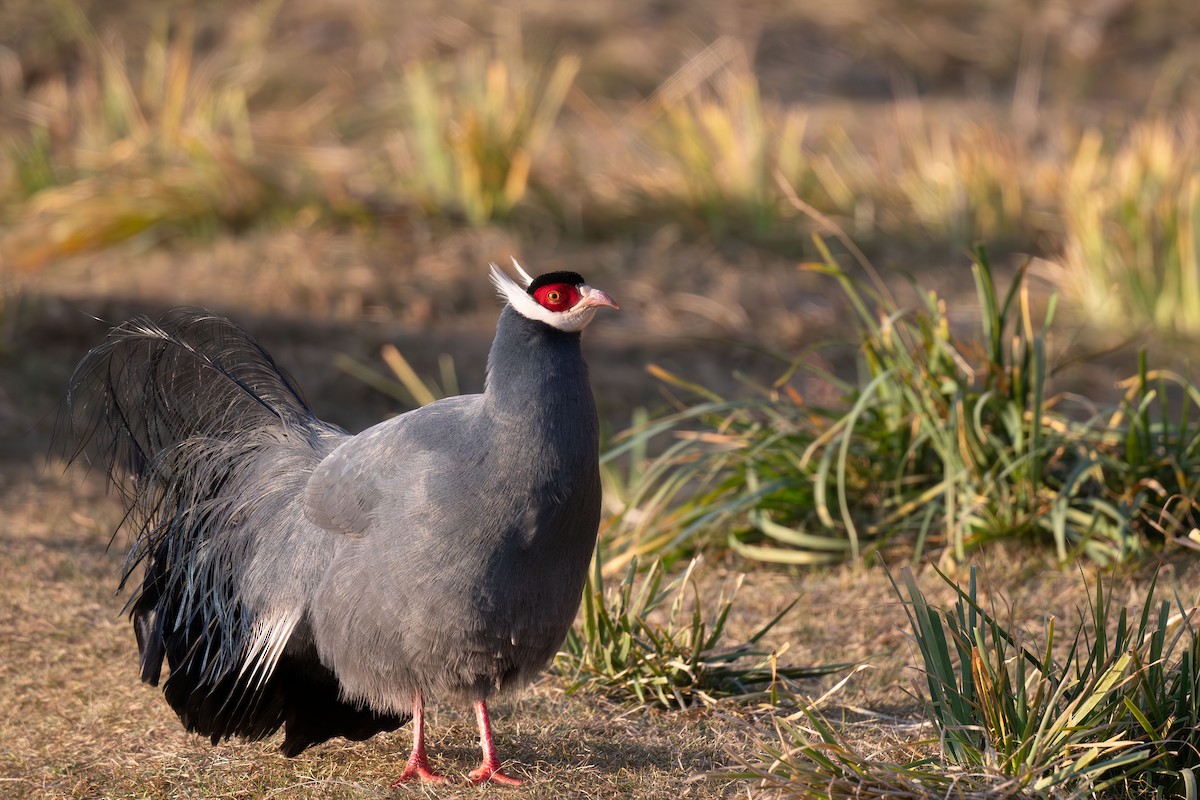 bažant ušatý - ML645257313